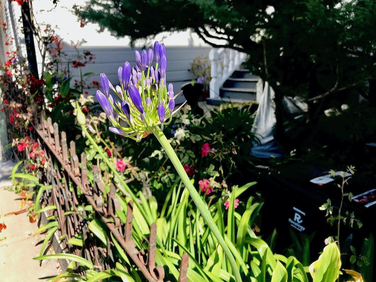 purple and red flowers