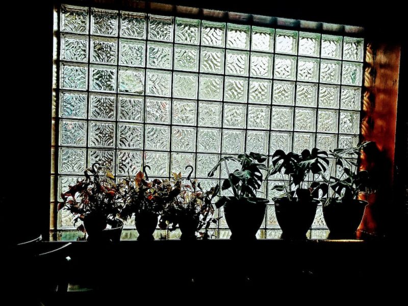 plants on windowsill