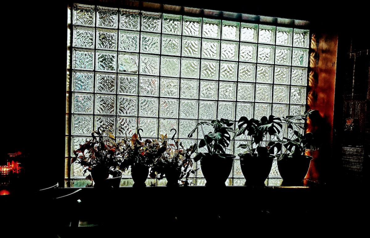 plants on windowsill