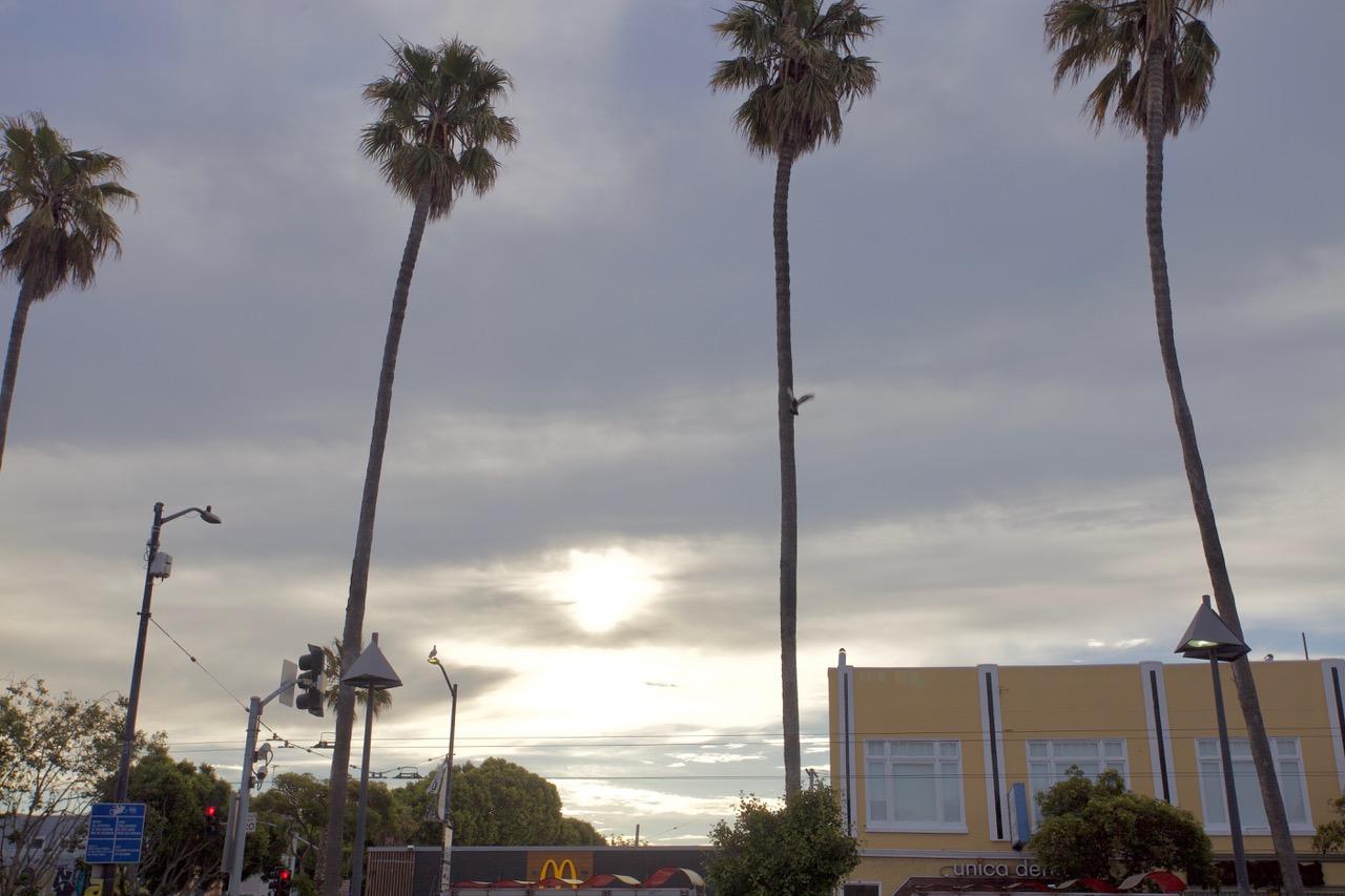 Four skinny palm trees at day break, against a cloudy sky.