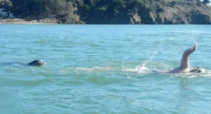 A man is swimming with a seal in the ocean.