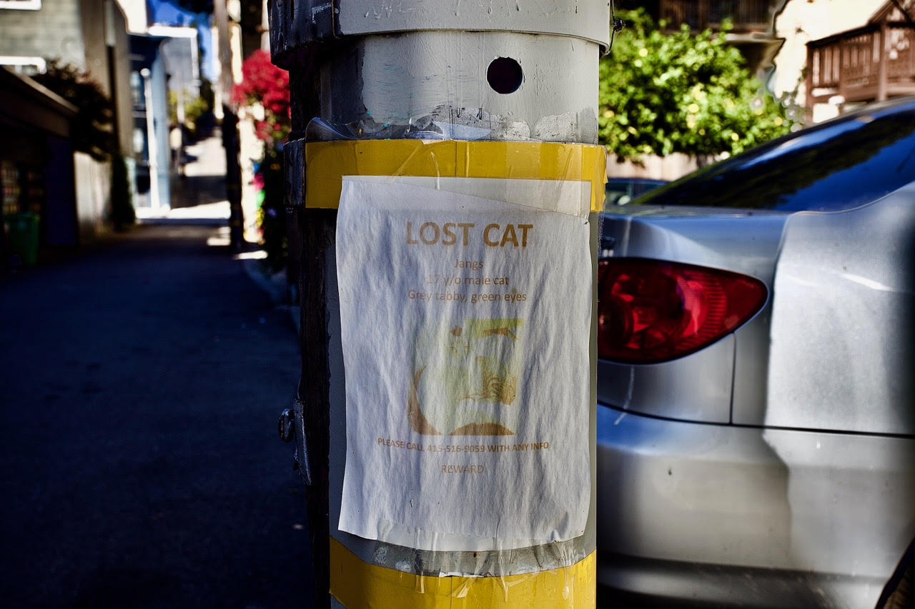 A lost cat poster on a pole