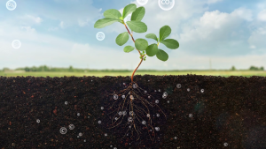 An image of a plant growing out of the soil.