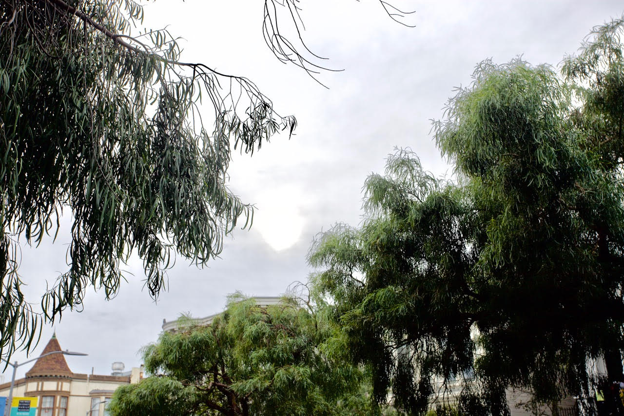 Trees under a cloudy sky.