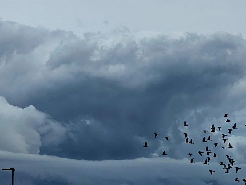 Birds flying in the sky