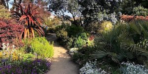 A path in a garden full of plants and flowers.