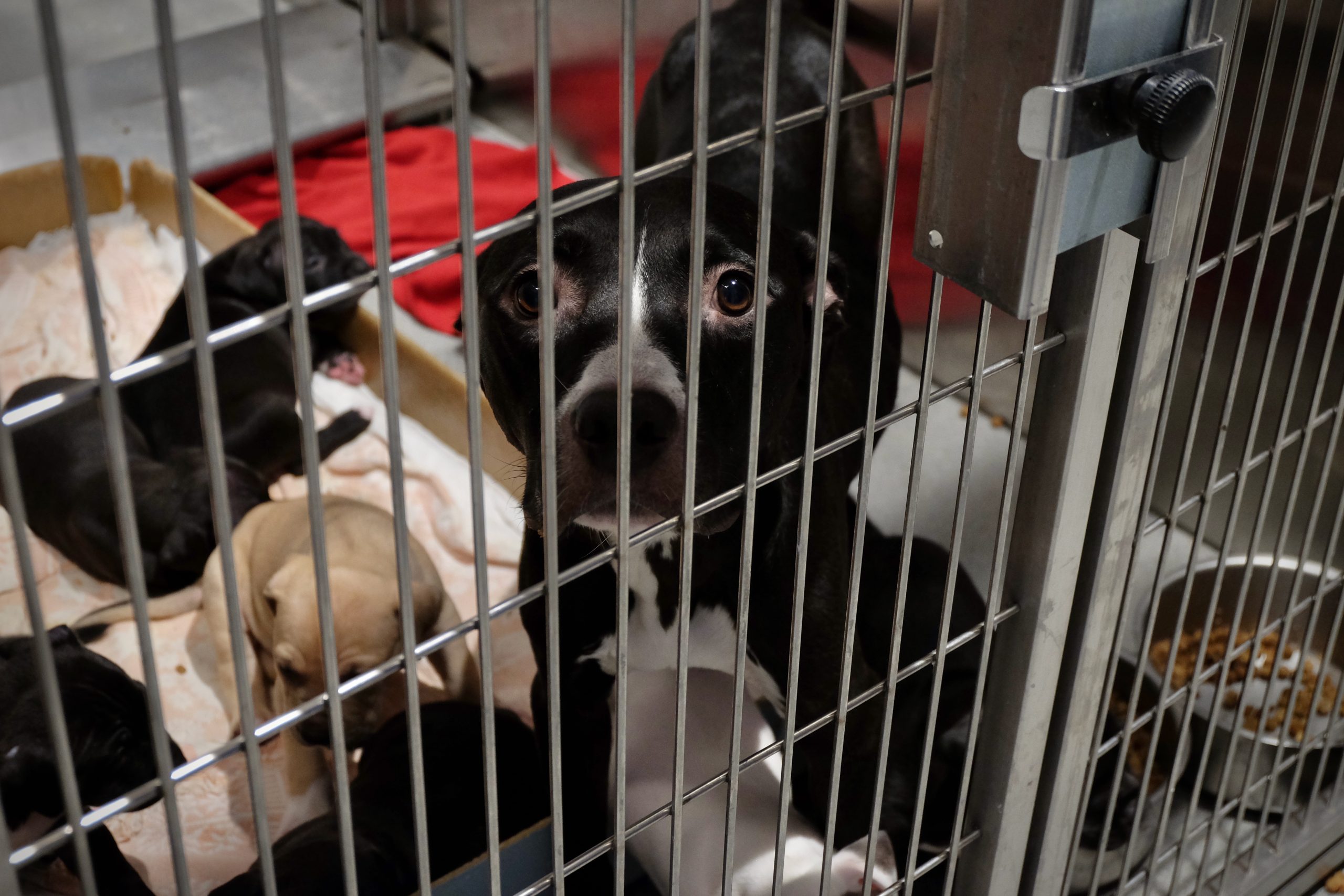 A black dog in a kennel with her puppies.