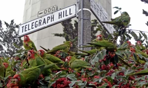 A group of parrots perched on a street sign.