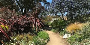 A path through a garden full of plants and trees.