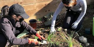 Two women are planting a garden in a garden.