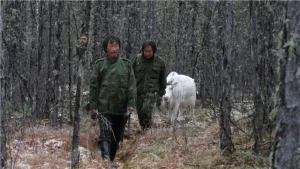 Two men walking through a wooded area with a goat.