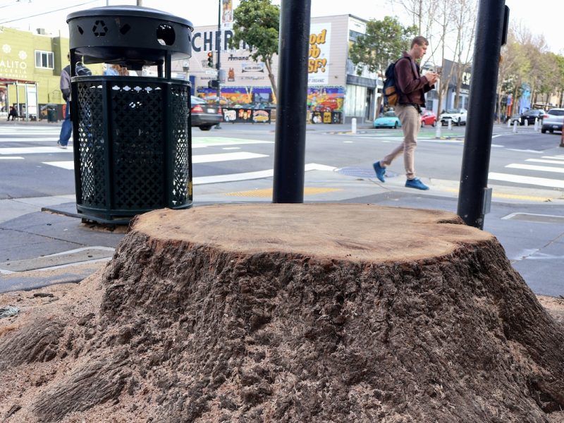 A silk oak tree stump beside a waste bin on a city sidewalk with a pedestrian walking in the background.