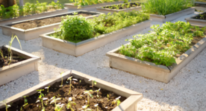 Raised garden beds with various plants in a community garden setting.