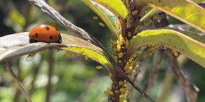 A ladybug on a leaf with aphids on a plant stem.
