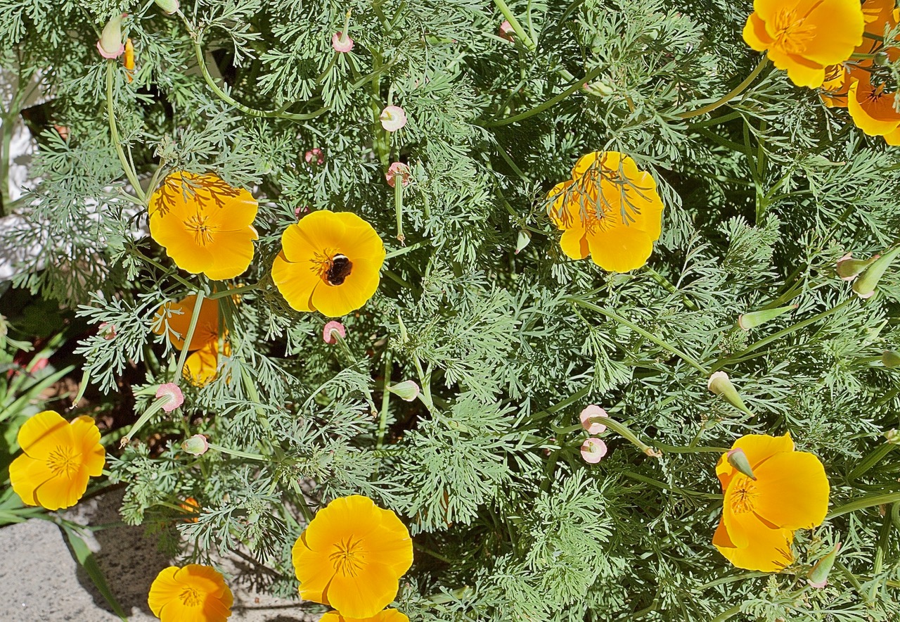 Yellow flowers in the bush. A bee is on one of the flowers.