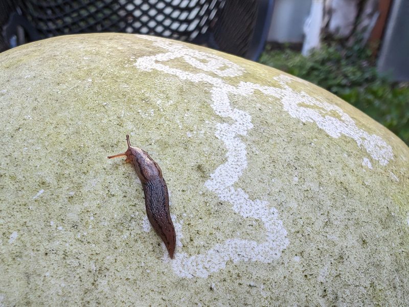 A slug crawls on a weathered stone with white, snaking trails of residue.