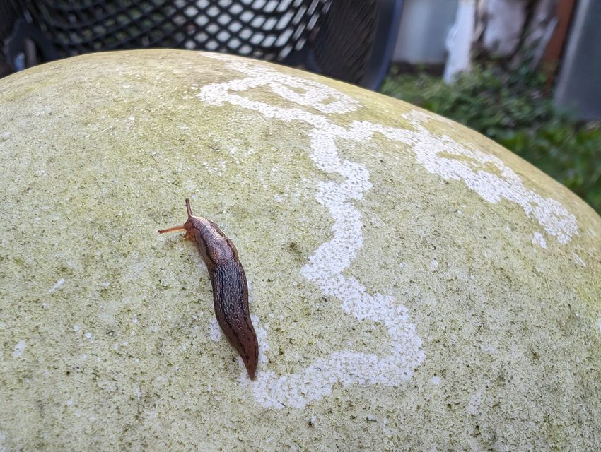 A slug crawls on a weathered stone with white, snaking trails of residue.