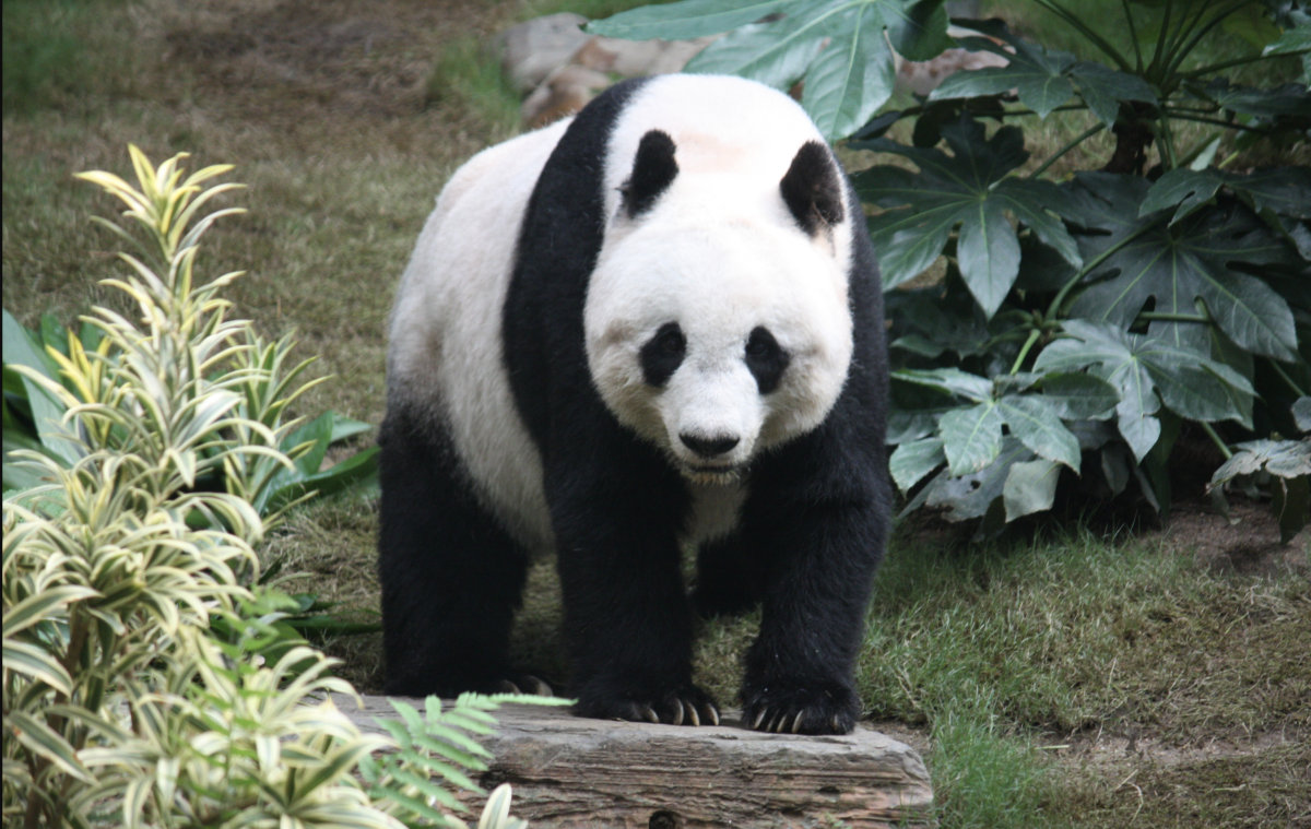 Pandas could be big for SF. But not for Mayor Breed's re-election. - Vimarsana News