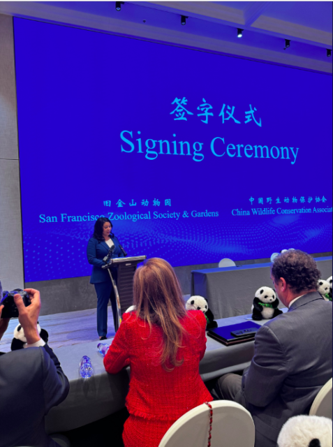 Woman in red speaking at podium with a blue background featuring Chinese and English text about a panda zoo partnership, audience members visible, and plush panda toys on stage.