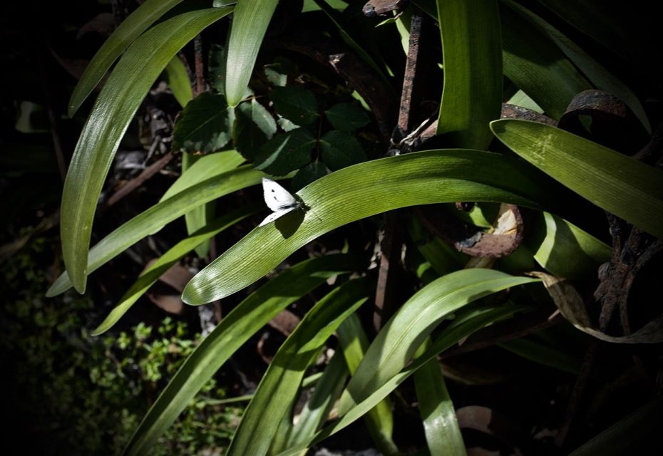 A white butterfly rests on the bright green leaf of a plant, with sunlight filtering through foliage.