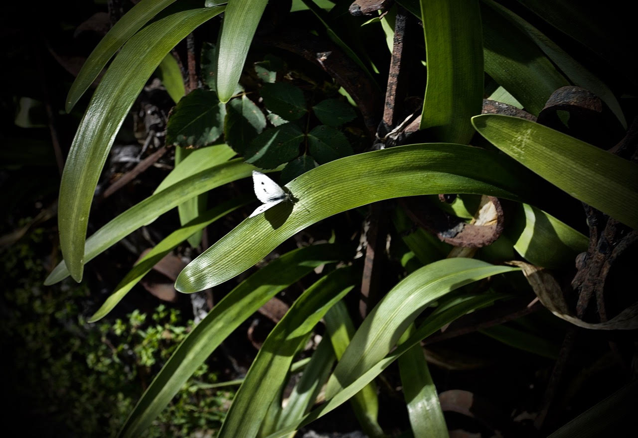 A white butterfly rests on the bright green leaf of a plant, with sunlight filtering through foliage.