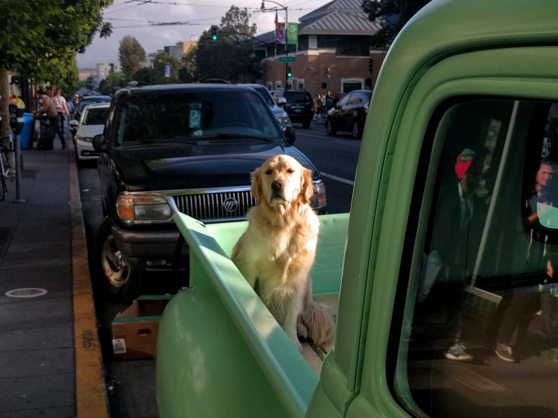 A golden retriever sits in the bed of a vintage green truck parked on a bustling city street with cars and pedestrians in the background.