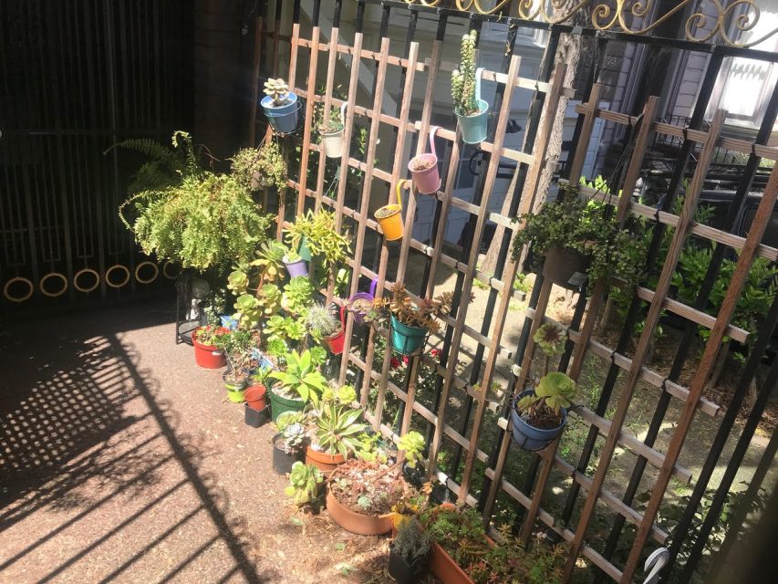 A sunny urban garden with various potted plants and hanging pots on a trellis, showcasing a mix of succulents and foliage, located beside a metal fence.