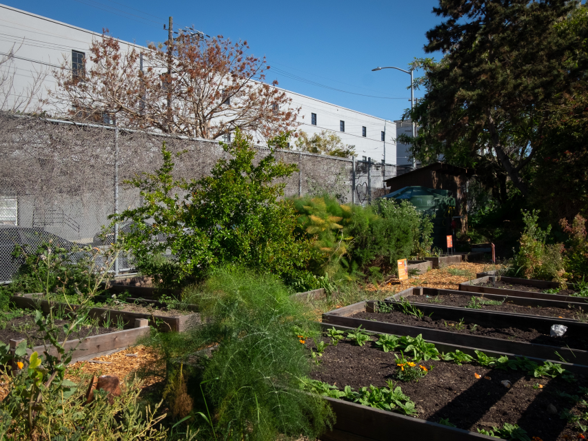 The John O'Connell High School garden is filled with herbs, vegetables and flowers. 