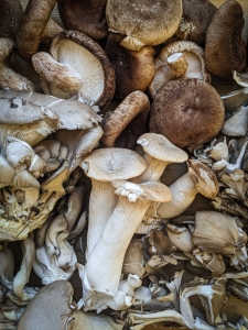 A variety of mixed mushrooms, including shiitake, oyster, and king trumpet mushrooms, are displayed in close-up.