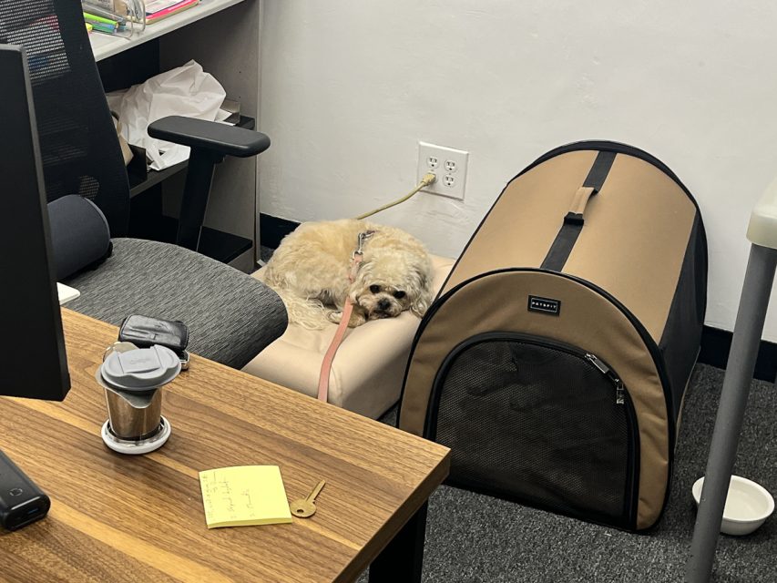 A small dog is sleeping on a cushion next to a soft brown pet carrier under a desk in an office space. A sticky note, key, and coffee cup are on the desk.