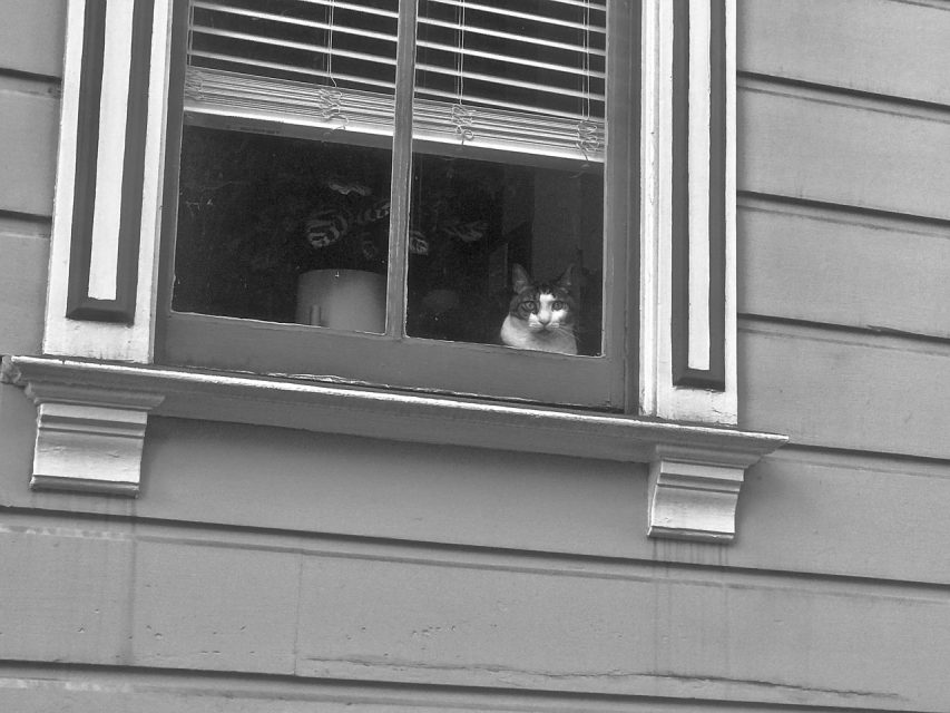 A black and white cat looks out from a window with partially closed blinds on the second floor of a house. The exterior wall is paneled, and the window has decorative wooden trim.