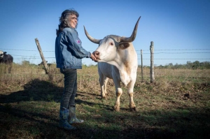 A person in a denim jacket stands next to a white longhorn steer, holding its snout, with a rural background of a fence and open field.