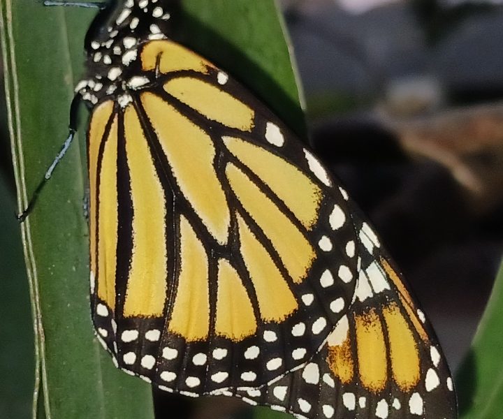 A butterfly rests on a green leaf, displaying its vibrant orange and black wings.