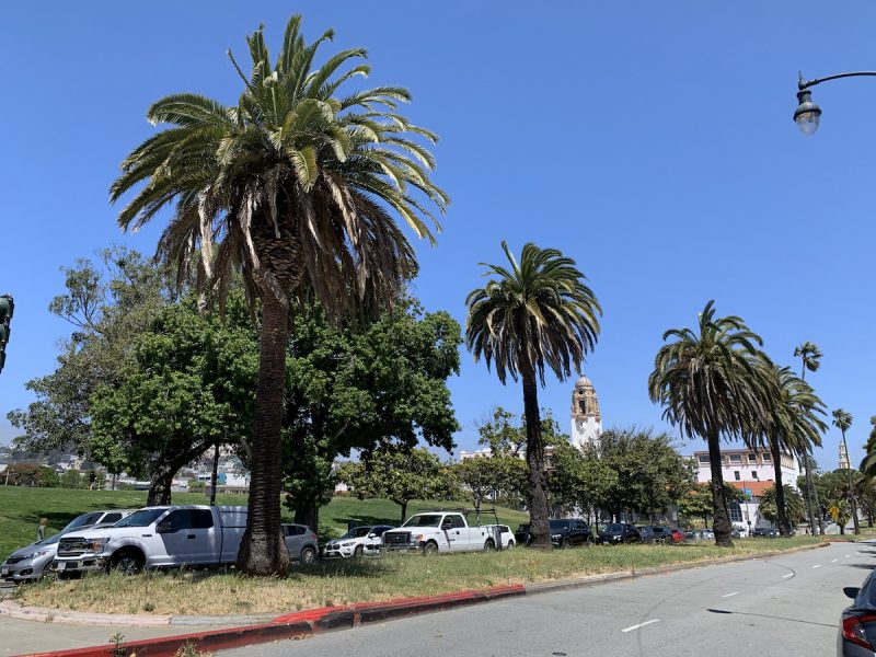Palm trees line a street with parked cars and a visible building tower in the background under a clear blue sky. Lowell grad shot in park
