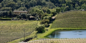 A vineyard with rows of grapevines, a small pond, and a house surrounded by trees in the background under a clear sky.