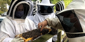 A group of people wearing protective bee suits and masks examine a honeycomb frame covered with bees.