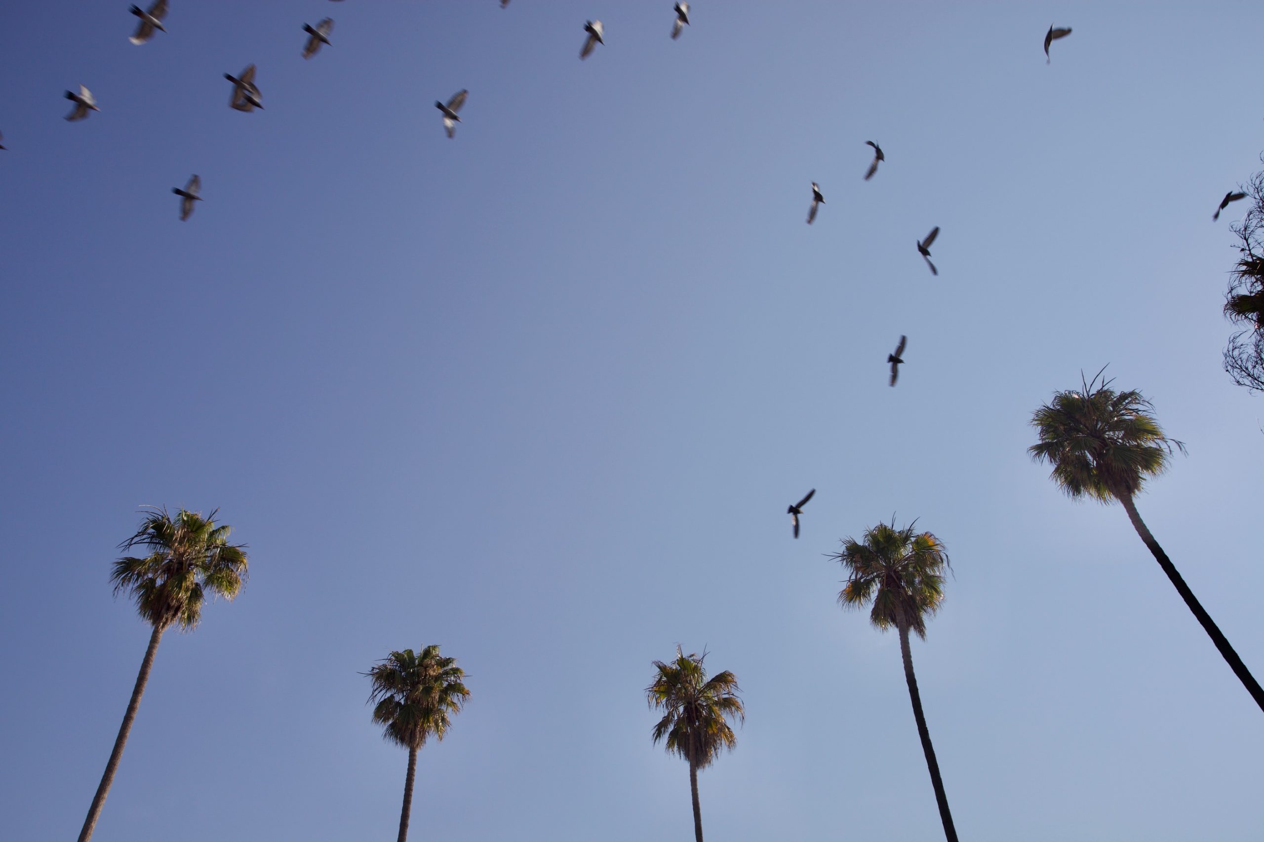 Tall palm trees rise against a clear blue sky as a flock of birds flies overhead.