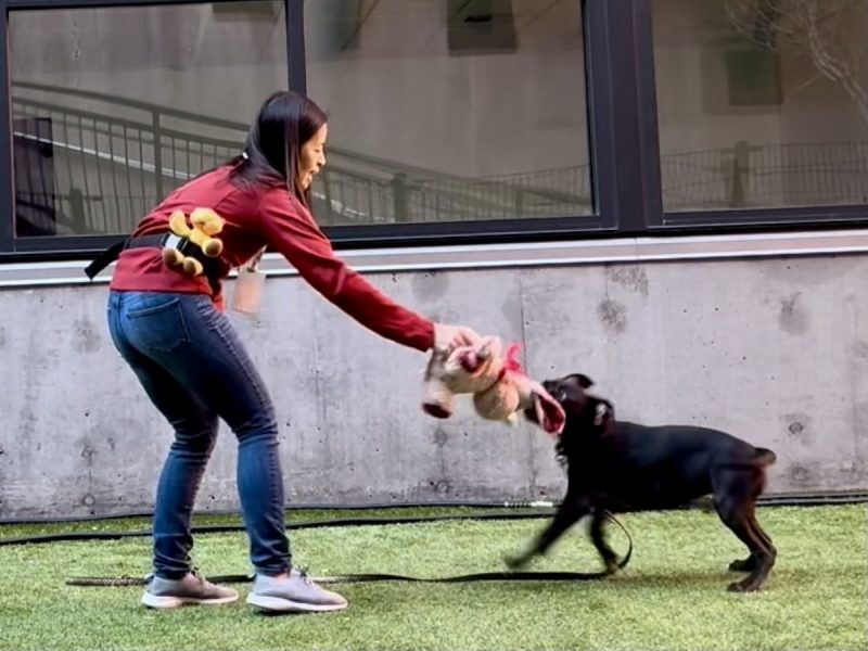 A woman and a black dog play tug-of-war with a stuffed toy on a grassy area near a concrete wall and large window.