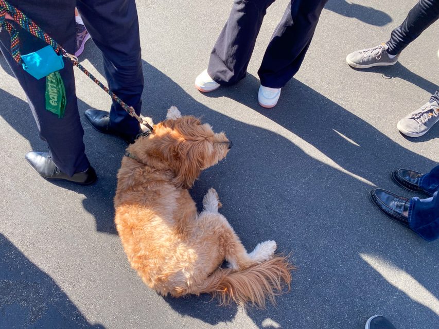A brown dog on a leash is lying down on a paved surface, surrounded by people standing.