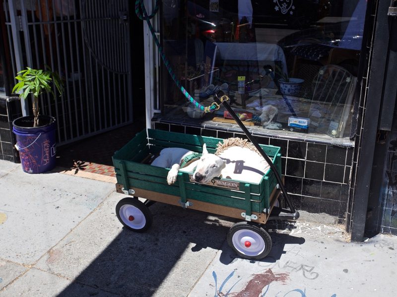 A small white dog is lying in a green wagon outside a store with a leash attached to a pole. The wagon is on a sidewalk and the store window displays various items.