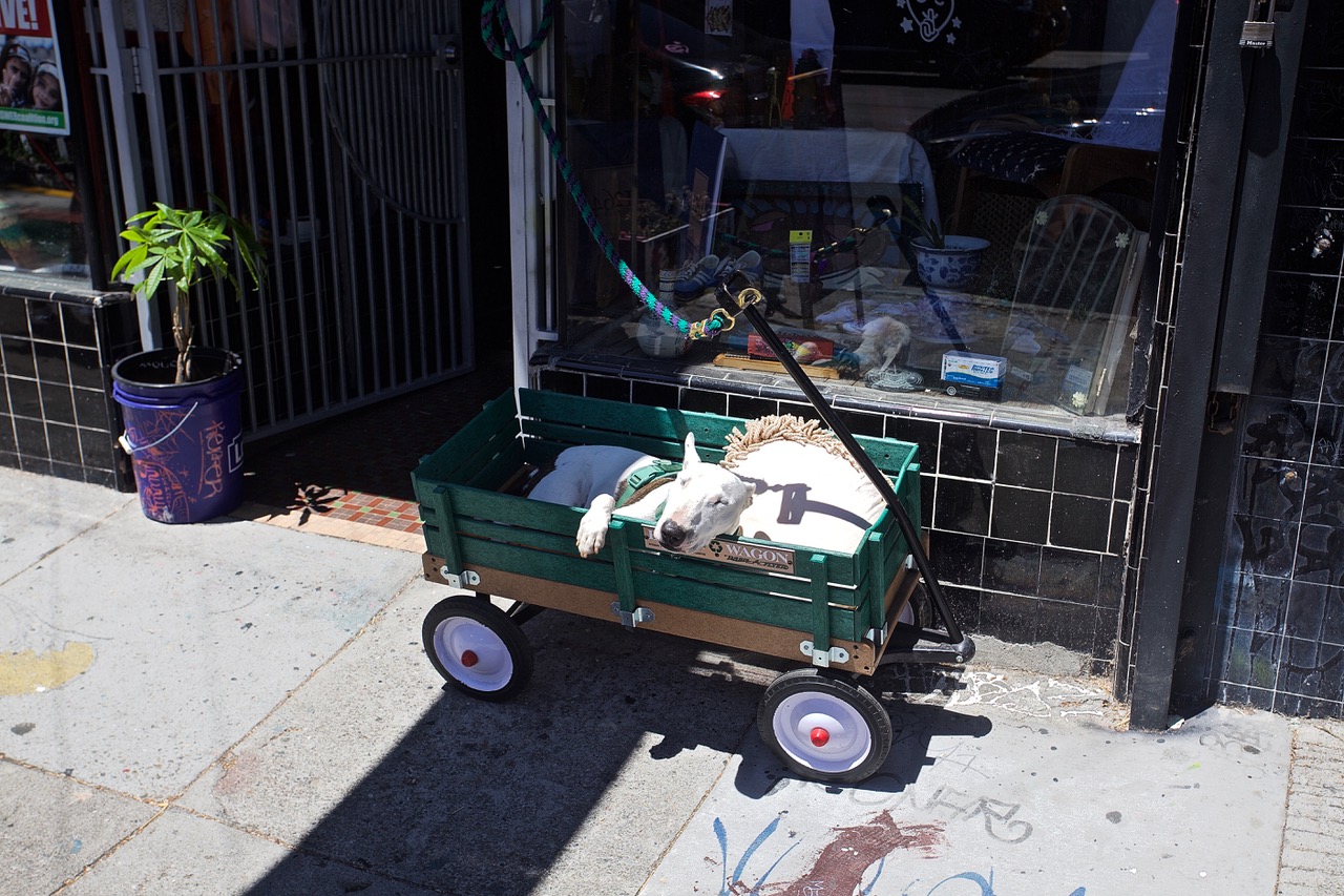 A small white dog is lying in a green wagon outside a store with a leash attached to a pole. The wagon is on a sidewalk and the store window displays various items.