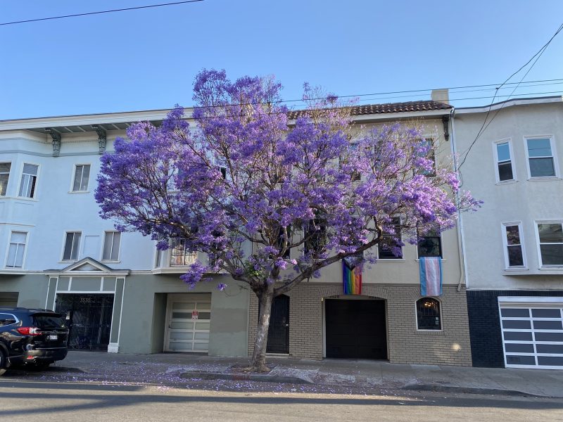 A street with a row of houses, featuring a blooming purple-flowered tree in front of a house displaying rainbow and transgender pride flags.