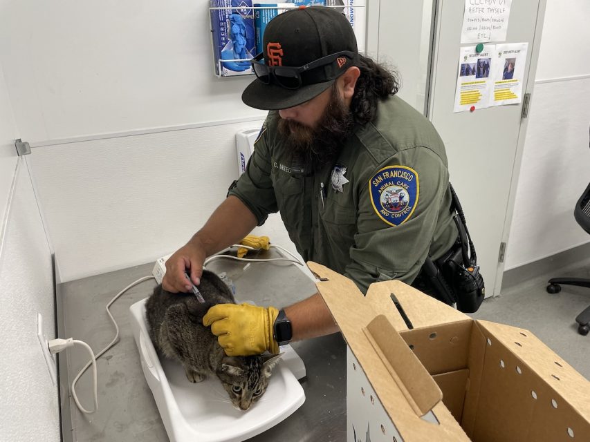 A man in uniform examines a cat on a scale in an animal care facility. A cardboard pet carrier is nearby.
