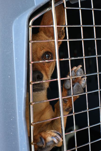 A small dog looks out through the metal bars of a crate, with one paw raised against the grille.