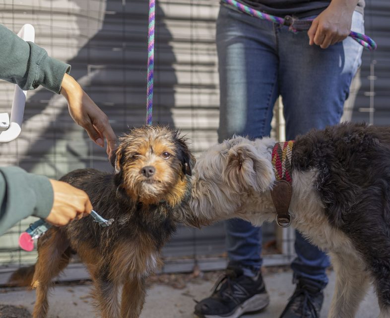 Two dogs with leashes interact as two people, partially visible, handle them. The scene takes place outdoors against a wire-fenced backdrop.