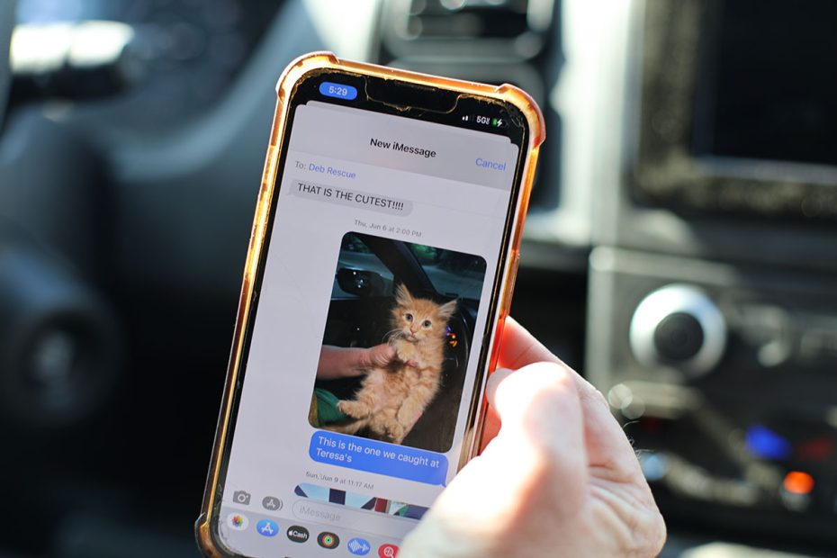 A hand holding a smartphone displaying a text message conversation about a kitten, including a photo of the kitten and a message reading, "That is the cutest!!!!.