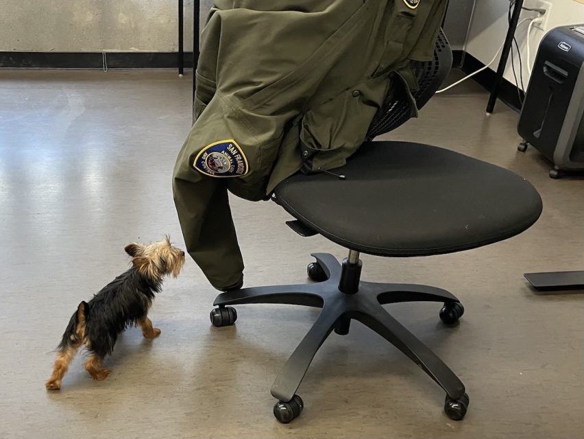 A small dog stands on the floor, looking up at a green jacket with a police patch draped over an office chair.