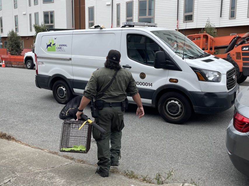 An animal control officer walks on a street carrying a caged animal and a bag, with an Animal Care and Control van parked nearby.