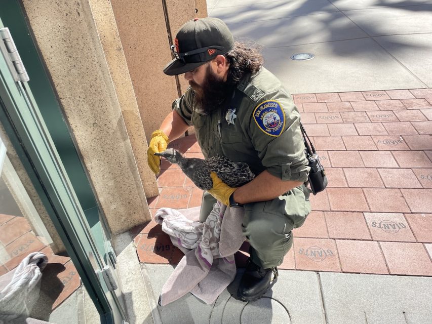 A wildlife officer wearing a green uniform and gloves rescues a bird near a building window, holding it gently with a towel.