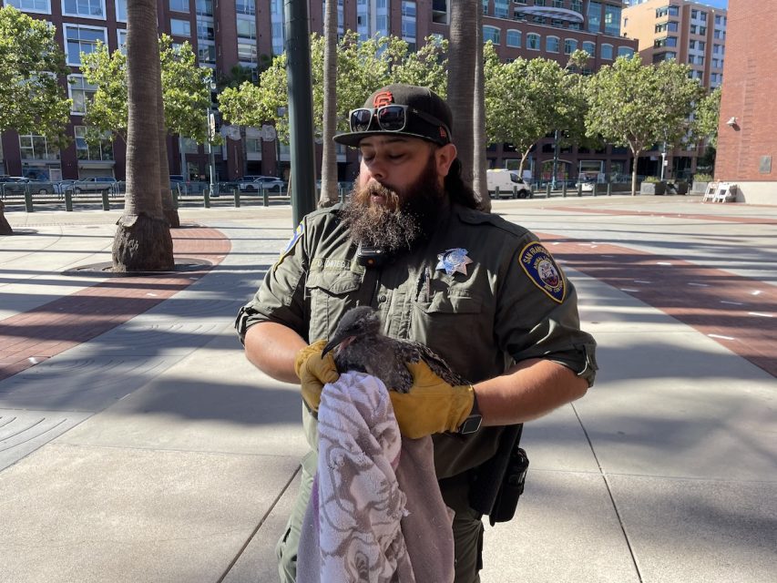 A person in uniform gently holds a bird wrapped in a towel outdoors, with buildings and trees visible in the background.
